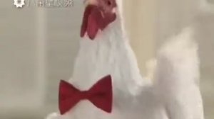 Весёлая песня кур и петухов.