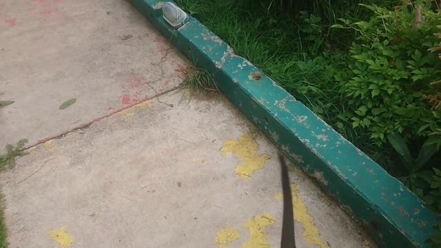 ЩЕНОК РОТВЕЙЛЕРА И ДЕТИ.НАУЧИТЕ ОБЩЕНИЮ.дрессировка и воспитание собаки смотреть онлайн