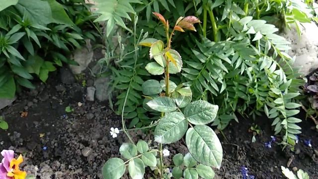 С днём розы! Горка, Синюха голубая и другие. смотреть онлайн