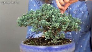 Бонсай из можжевельника (ч.7).