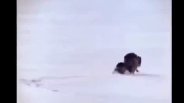 Росомаха - свирепый и бесстрашный зверь! смотреть онлайн