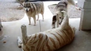 Опасная дружба. Тигр дружит с двумя собаками