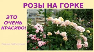 Как создать красивый розарий. Розы на горке.
