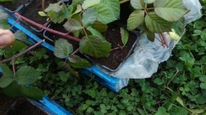 Когда срезать укоренённые макушки от куста ежевики!!?