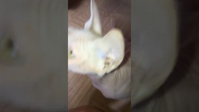 Кототерапия от питомника "LUXOR Cats"