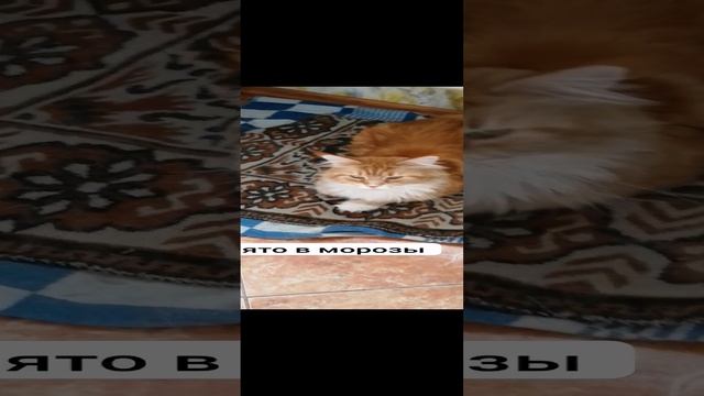 Алабайка выгнала кошка #питомникшилеле #гульяз