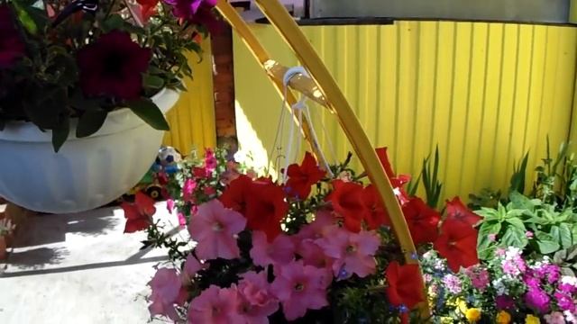 Петуния.Июнь,цветение и уход за петунией.Petunia.June,bloom,