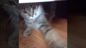 Кошка под кроватью?