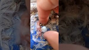 Канарейка,вылупляются птенцы.Первые минуты жизни маленьких канареек