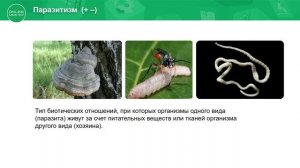 11 класс. Биология. Форма взаимоотношений между организмами. 20.05.2020.