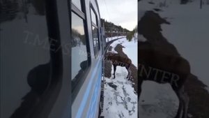 Лось против поезда