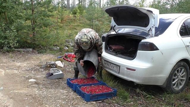 ТАЁЖНЫЙ ПРОМЫСЕЛ-СБОР БРУСНИКИ / КОНКУРЕНТЫ НАСТУПАЮТ / ГРЕБУ ДО ТЕМНОТЫ