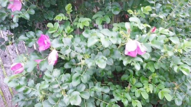 Канадские розы в Кирове смотреть онлайн