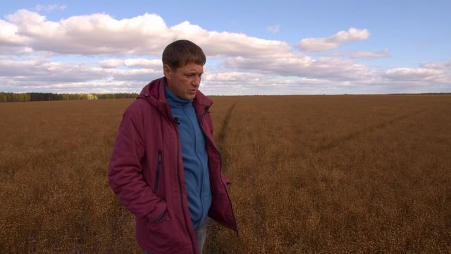 Лён в системе No-Till. Делимся опытом. Экспериментальная уборка очёсом