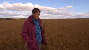 Лён в системе No-Till. Делимся опытом. Экспериментальная уборка очёсом