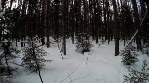 Охота на Лис капканами 2020г. И ТАКОЕ БЫВАЕТ....  (2 часть)