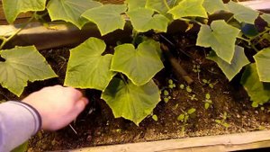 Огурцы в зимней теплице! Жизнь на Кубани