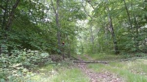 Access Road Cutting