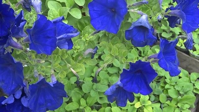 КРАСИВЫЕ АМПЕЛЬНЫЕ ЦВЕТЫ ПЕТУНИИ /СИННИЙ ВОДОПАД/