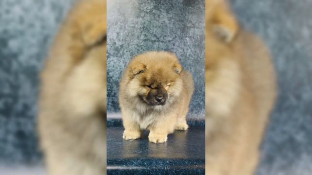 Миниатюрная Чау-Чау Соня. смотреть онлайн