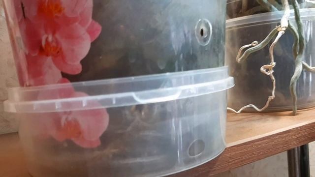 Главные ошибки в выращивании орхидей.