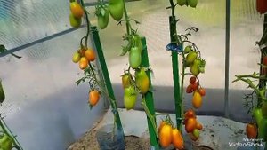 3 сорта вкусных томатов для дальнейшего выращивания