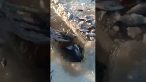 Рыбалка на тягу. Зима. Карась.