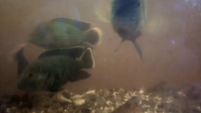 На работе аквариум 150 литров. Рыбка Акара и карась &3 смотреть онлайн