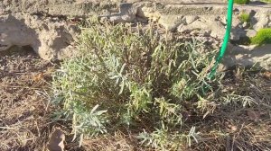 Обрезаем лаванду правильно!