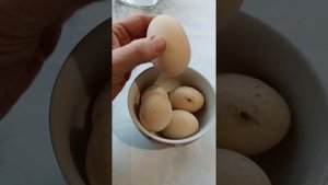 ЕДА ДЛЯ ИЗБРАННЫХ. Утиные яйца.