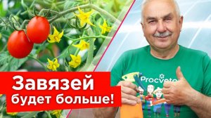 ОПРЫСКАЙТЕ ЭТИМ ТОМАТЫ ВО ВРЕМЯ ЦВЕТЕНИЯ и забудете о пустоцветах! Секрет обильного плодоношения