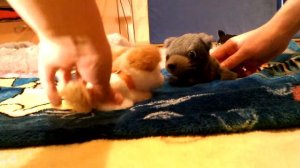 Фильм Коты Воители:рождение Серебрянки
