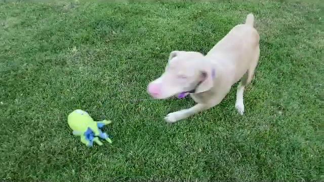 White Doberman Tarzan available at Underdog Rescue MN смотреть онлайн