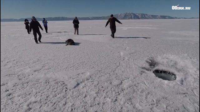На Байкале туристы спасли нерпу смотреть онлайн