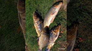 Как ловить карпа на поплавочную удочку? Ловля карпа на поплавок