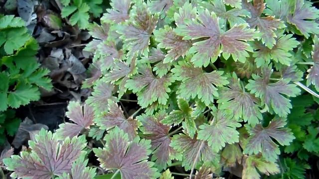 Герань оксфордская  Катерина Адель смотреть онлайн