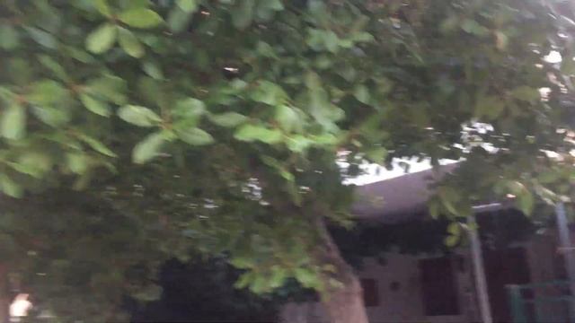 Лавровое дерево смотреть онлайн