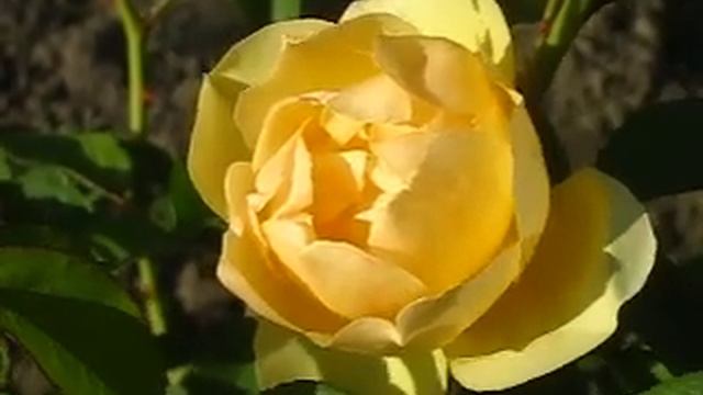 Роза Голден Селебрейшин - первое цветение. смотреть онлайн