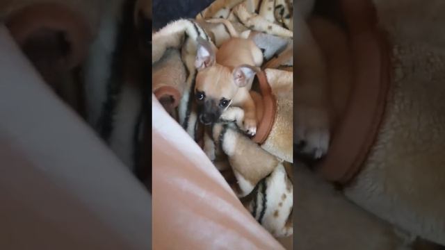 Чепа бесится под польскую корову смотреть онлайн