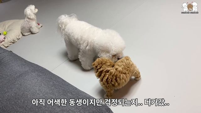나 덕선! 내가 지켜줘야 할 강아지 동생이 생겼다!! 🐶