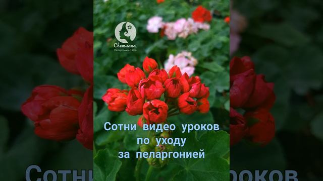 Цветовод с душой😊🌷 Светлана пеларгонии с юга.