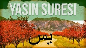 Сура Ясин защищает от порчи и сглаза красивое чтение. Ясин Сура №36 40 раз от сглаза и порчи