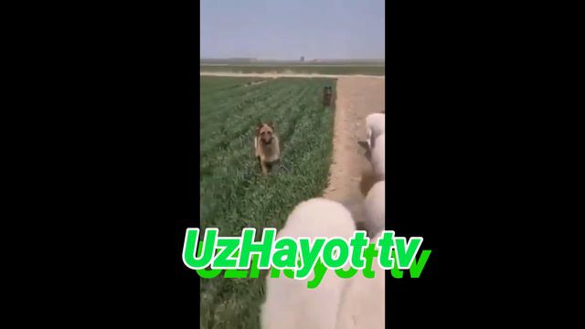 AQILLI ITLAR смотреть онлайн