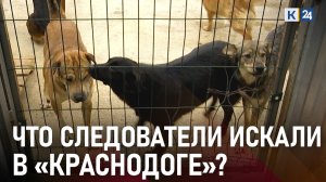 На Кубани в приюте для животных прошли обыски из-за ребенка, покусанного собакой