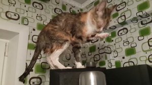 Как правильно ухаживать за кошкой