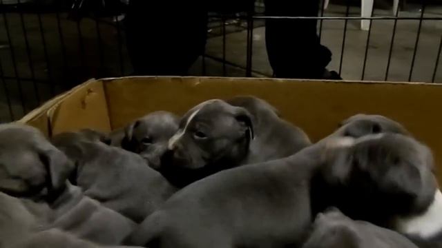 Quincy x Blue Diva (4 Weeks) смотреть онлайн