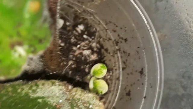 Обзор моих фиалочек. Рассаживаю детки фиалки смотреть онлайн