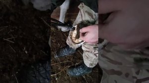Натуральная расчистка переросших копыт лошади. Устранение спотыкания.