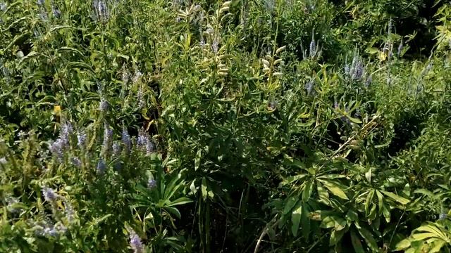 Апосля дня рожденья в лес гонял смотреть онлайн