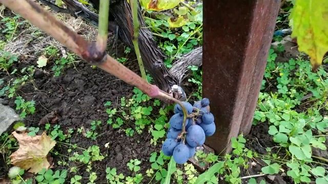 Агат Дубовский и Находка Калугина в Волгоградской области, конец сентября 2021 год. смотреть онлайн